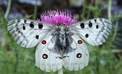 Parnassius