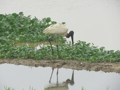 Jabiru mycteria