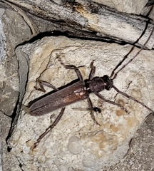 Aneflus obscurus