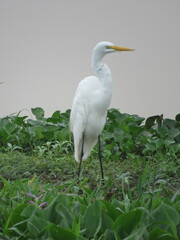Ardea alba