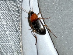 Calathus melanocephalus