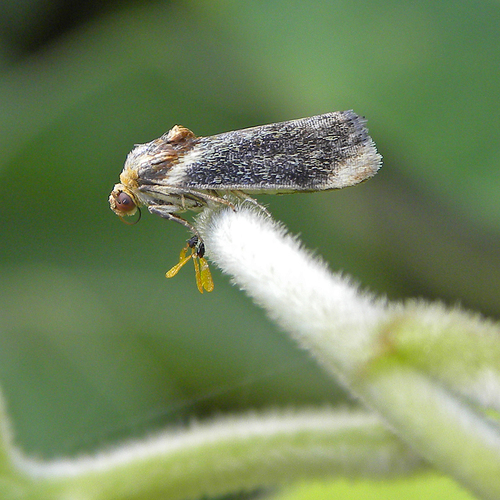 Yellow Spragueia Moth photo 3