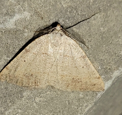 Drepanulatrix bifilata