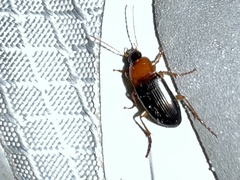 Calathus melanocephalus