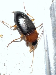 Calathus melanocephalus
