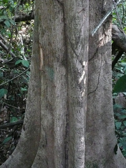 Xylopia letestui
