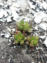 Echeveria bicolor