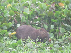 Hydrochoerus hydrochaeris