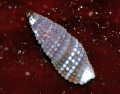 Kermia pumila