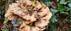 Laetiporus sulphureus