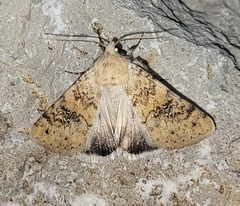 Drasteria inepta