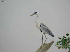 Ardea cocoi
