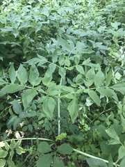 Angelica atropurpurea