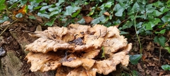 Laetiporus sulphureus