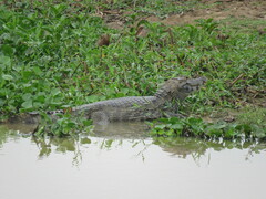Caiman yacare