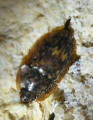 Lobiopa insularis
