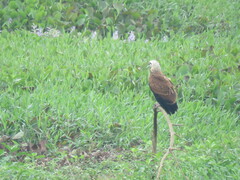 Busarellus nigricollis