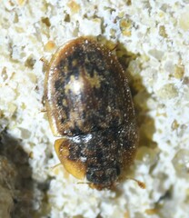Lobiopa insularis