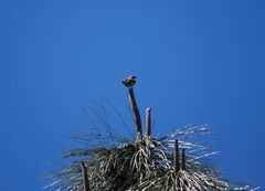 Phylloscopus canariensis
