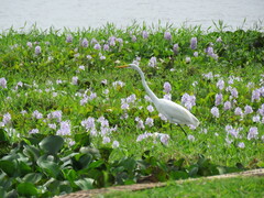 Ardea alba