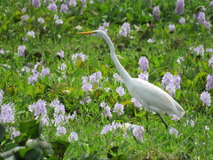 Ardea alba