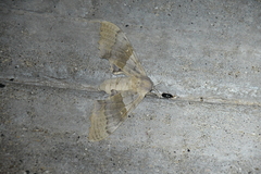 Pachysphinx occidentalis