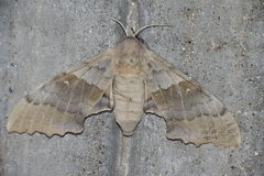 Pachysphinx occidentalis