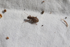 Brachyderes pubescens