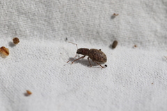 Brachyderes pubescens