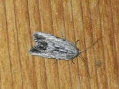 Catabenoides