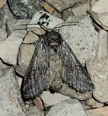 Astiptodonta aonides