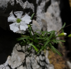 Heliosperma pusillum