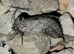 Astiptodonta aonides