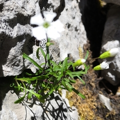 Heliosperma pusillum