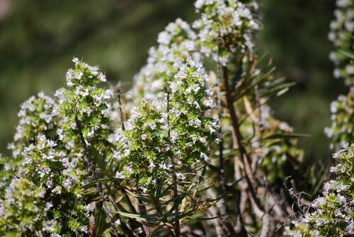 Image of Echium decaisnei by no rights reserved