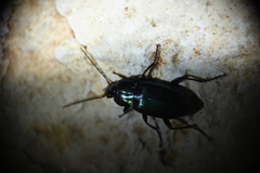 Poecilus scitulus