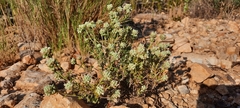 Teucrium murcicum