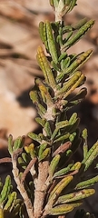 Teucrium murcicum