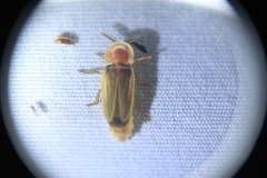 Pleotomus pallens