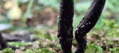 Xylaria