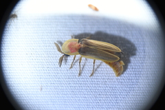 Pleotomus pallens