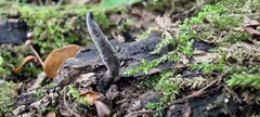 Xylaria