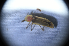 Pleotomus pallens