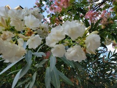 Nerium oleander