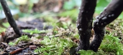 Xylaria