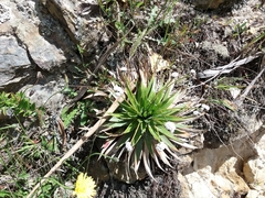 Paepalanthus
