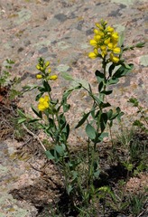Thermopsis divaricarpa