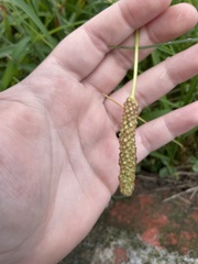 Plantago lanceolata