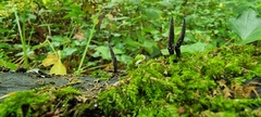 Xylaria