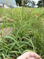 Plantago lanceolata